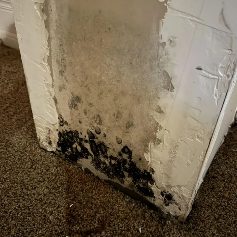 Professional Mold Removal in Jasper County, MO